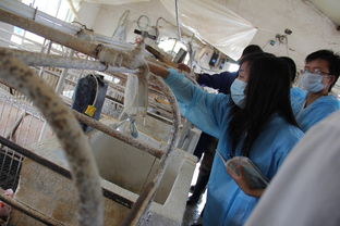 河南科技大學(xué)動(dòng)物科技學(xué)院科技支農(nóng)幫扶團(tuán) 為中國(guó)中原地區(qū)畜牧行業(yè)發(fā)展添磚加瓦