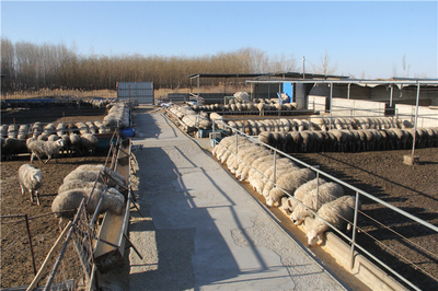 張掖市畜牧獸醫局牧場工程設計要點與發展趨勢